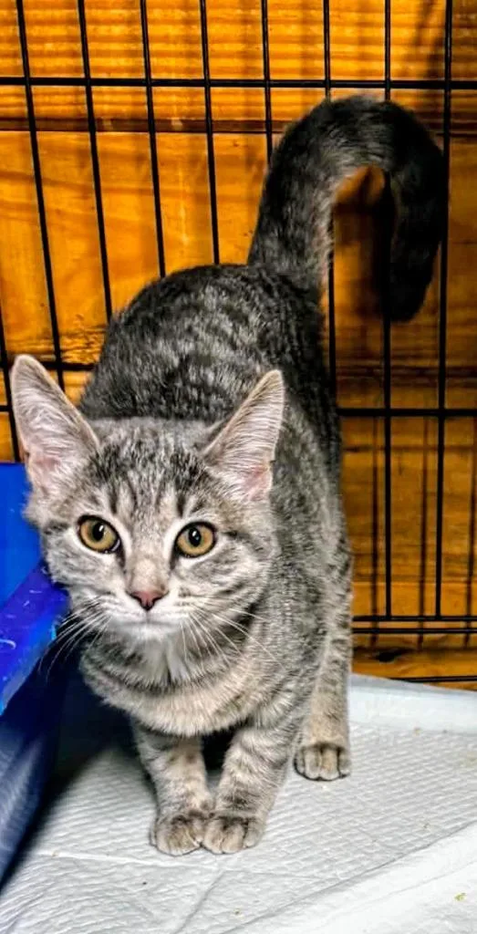 A baby small-sized female American Shorthair cat named Gracie for adoption in Hagaman, NY