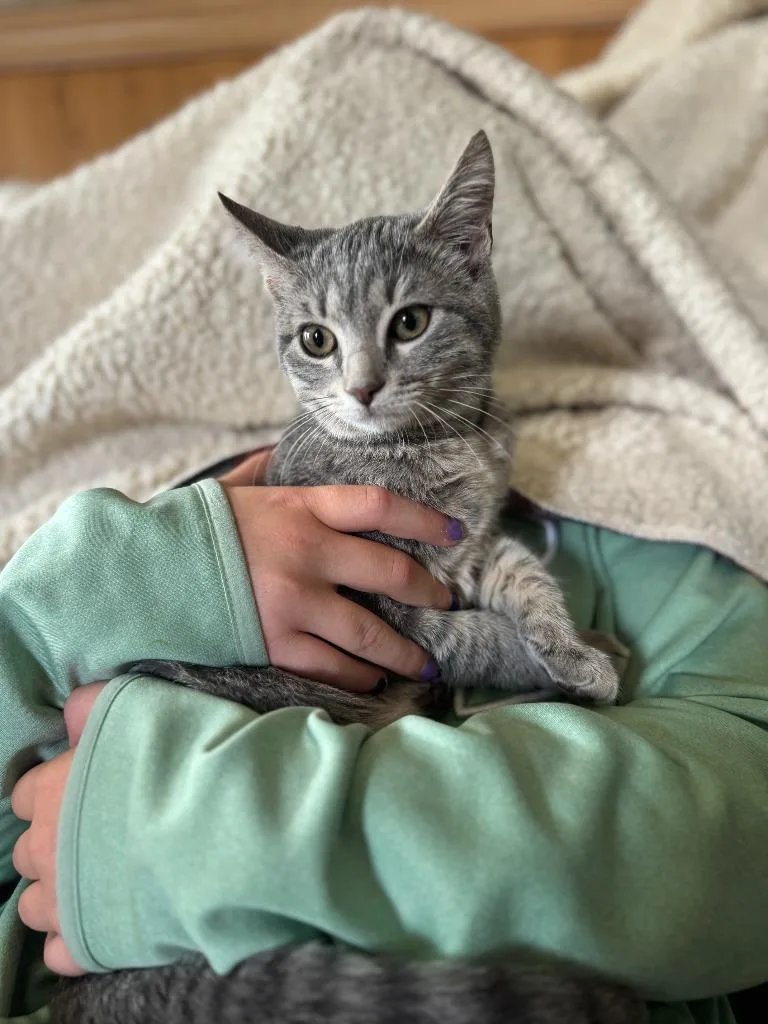 Gracie thumbnail 3