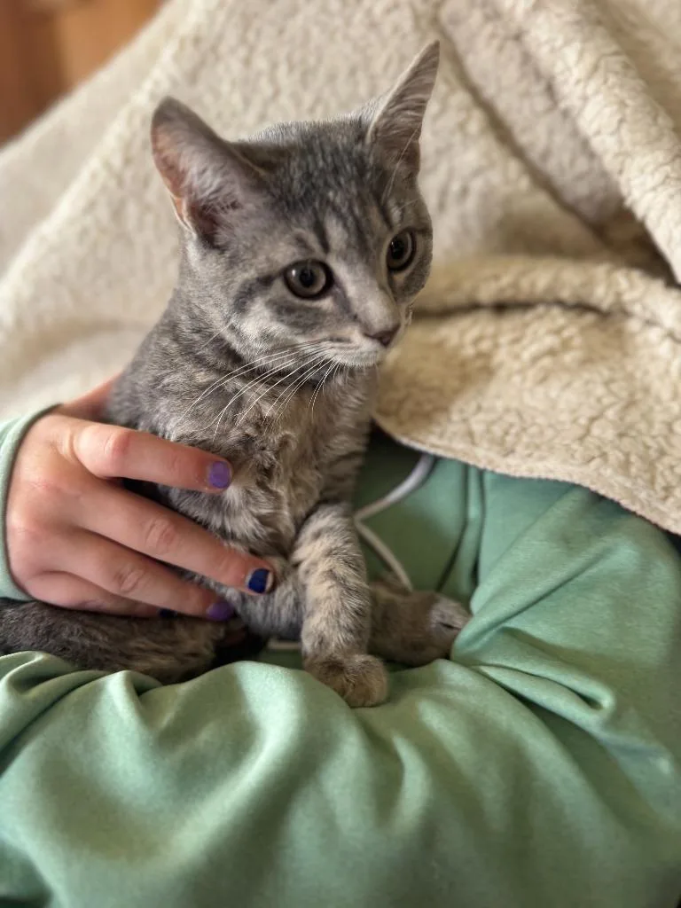Gracie thumbnail 4