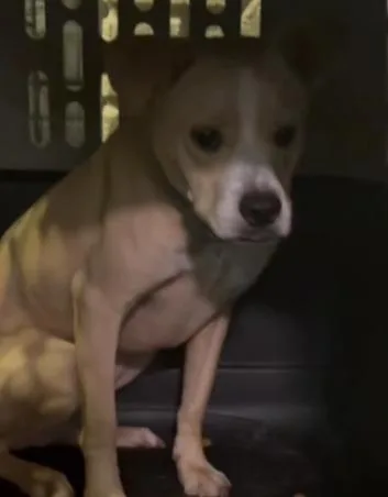 A young medium-sized male Pit Bull Terrier dog named Cam for adoption in Mustang, OK