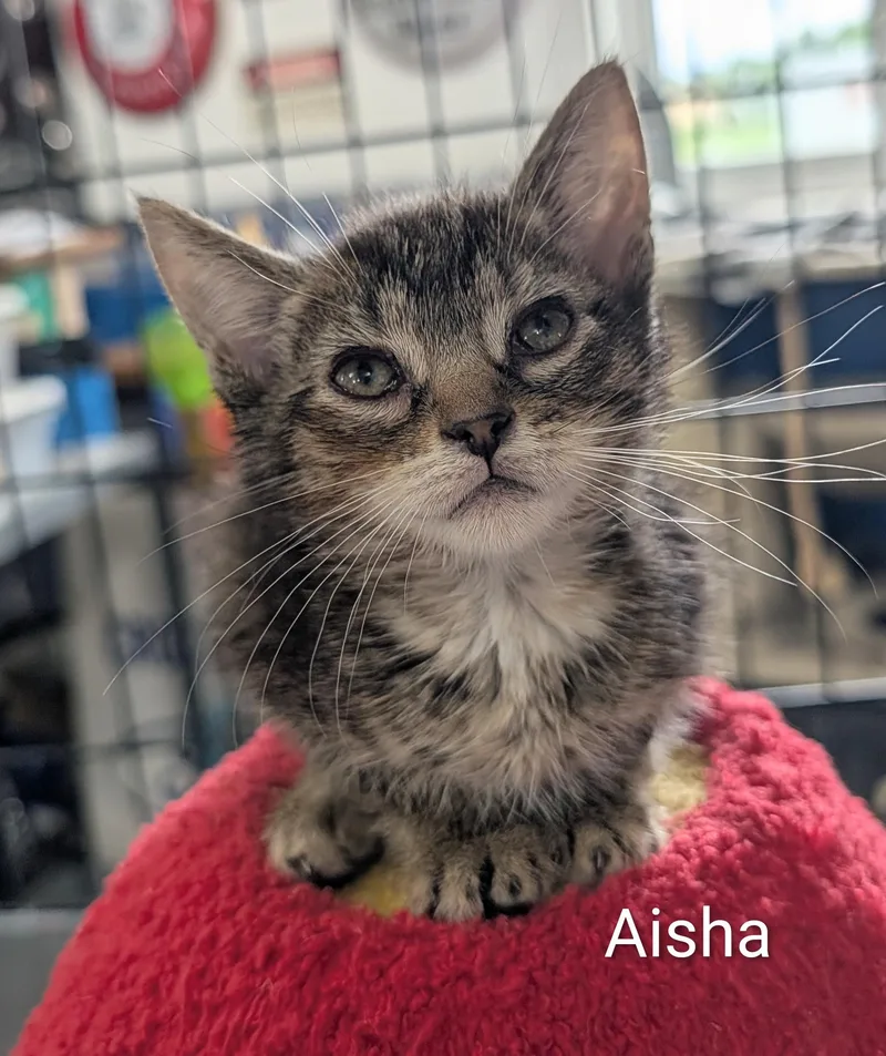 A baby medium-sized female Tabby (Brown / Chocolate) Domestic Short Hair cat named Aisha for adoption in Waterloo, IA
