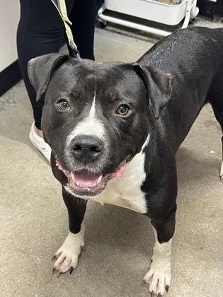An adult large-sized male Mixed Breed dog named Falcon for adoption in West Chester, PA