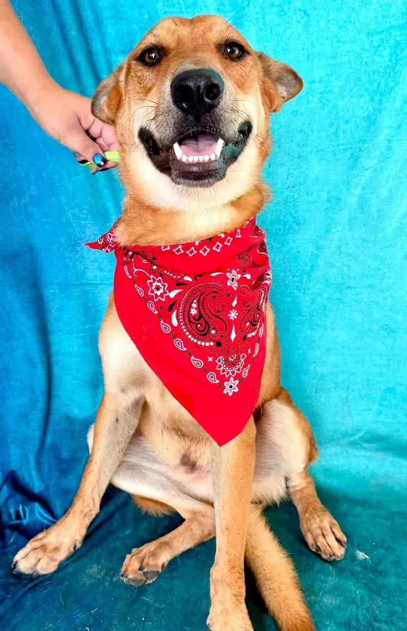 An adult medium-sized male Canaan Dog dog named Buddy for adoption in Gregory, TX