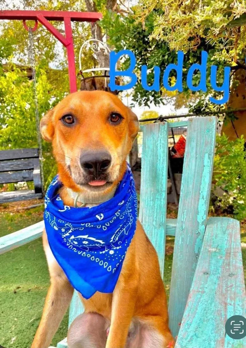 Buddy thumbnail 2