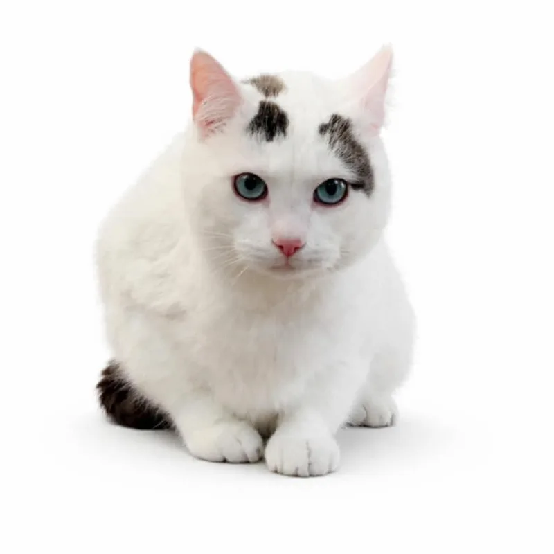 An adult small-sized male White Domestic Short Hair cat named John Doe for adoption in Talbott, TN