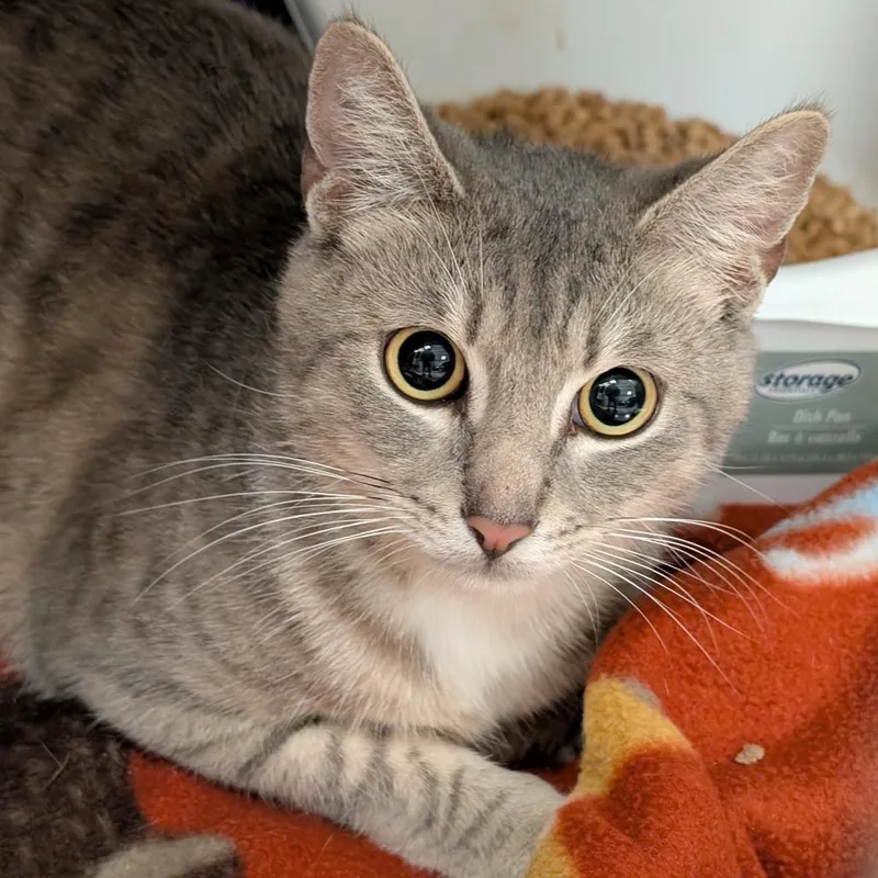 A young medium-sized male Gray / Blue / Silver Domestic Short Hair cat named Freddie Purrcury for adoption in Titusville, FL