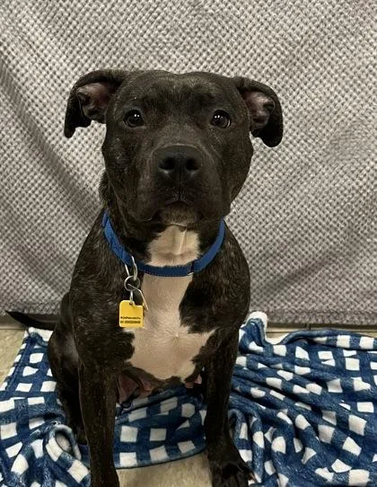 A young medium-sized female Black Mixed Breed dog named Poppy for adoption in Hamilton, OH