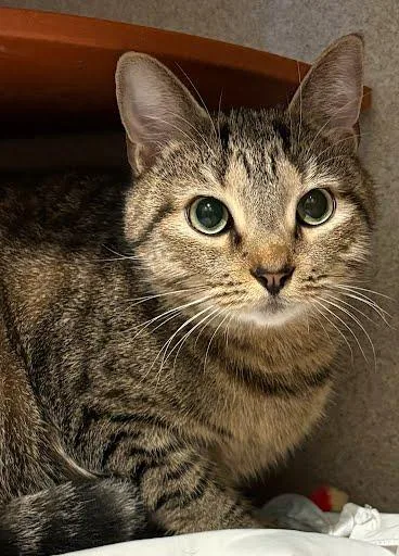 An adult medium-sized male Domestic Short Hair cat named Gibson for adoption in Washington, DC