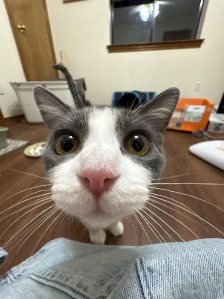 A baby small-sized female Domestic Short Hair cat named Countess Custard for adoption in Dallas, TX