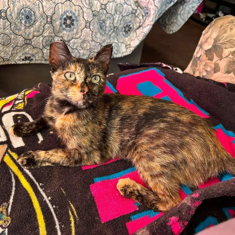 A young small-sized female Black Domestic Short Hair cat named Tortie for adoption in San Diego, CA