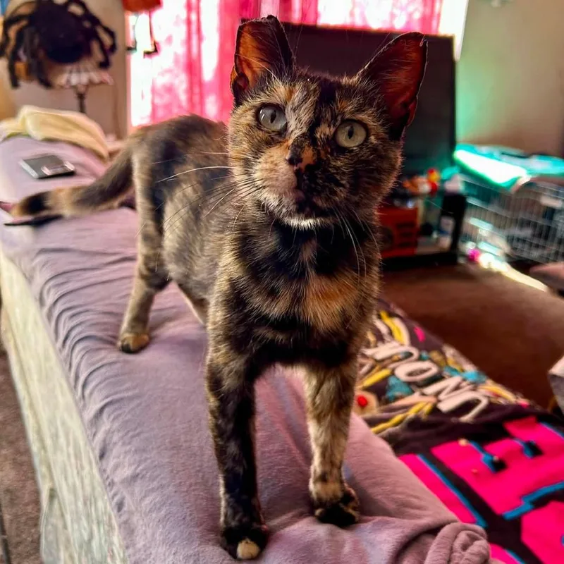 Tortie thumbnail 2