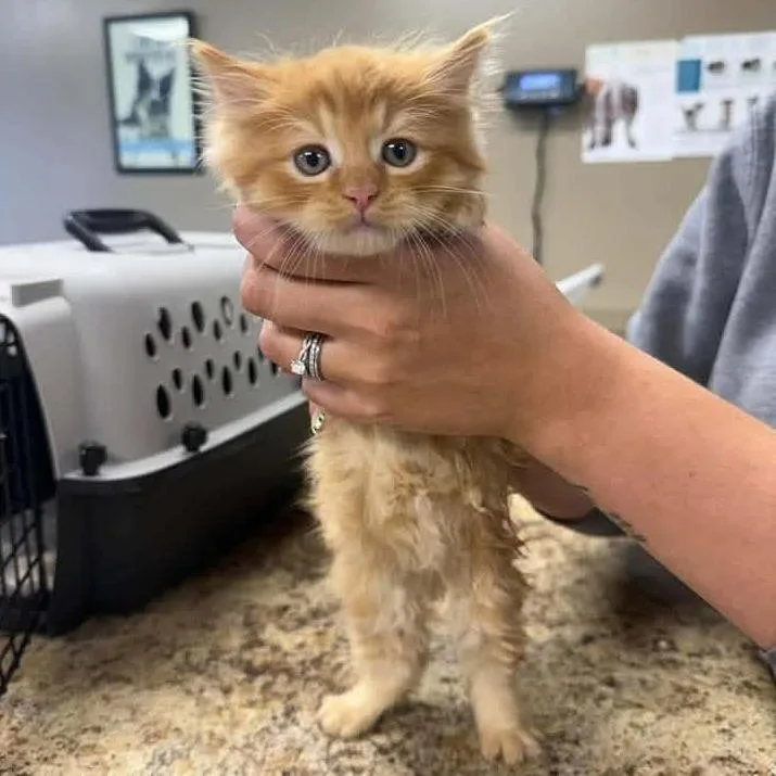 A baby small-sized male Domestic Long Hair cat named Pumpkin in Spring Grove for adoption in Alexandria, VA
