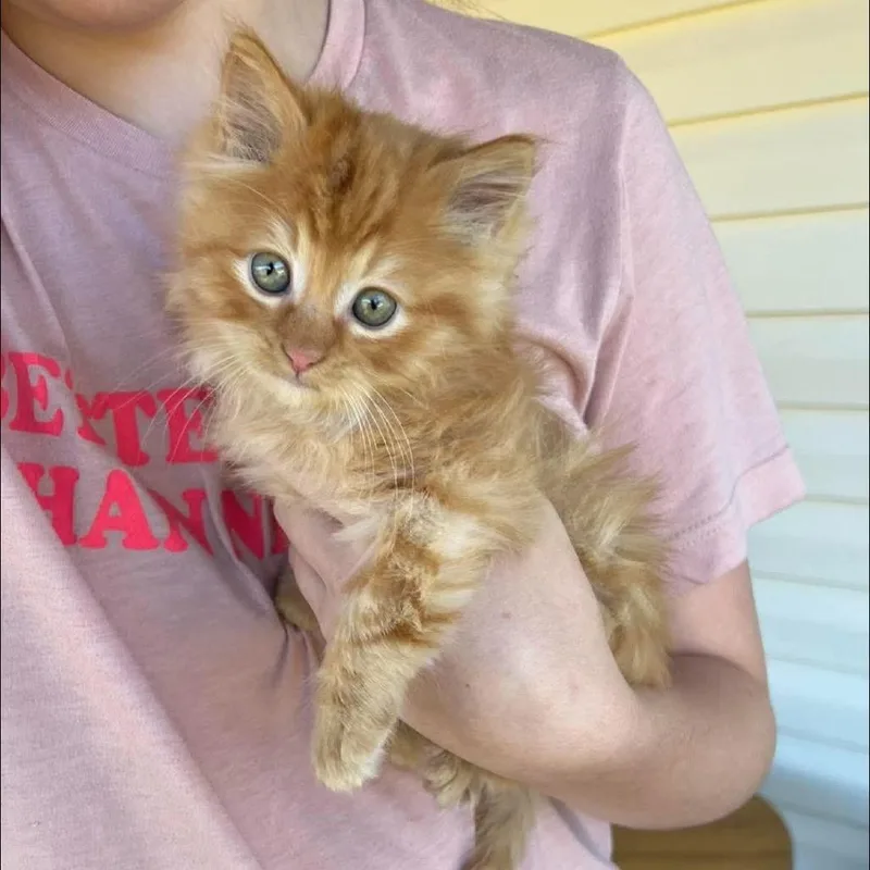 Pumpkin in Spring Grove thumbnail 2