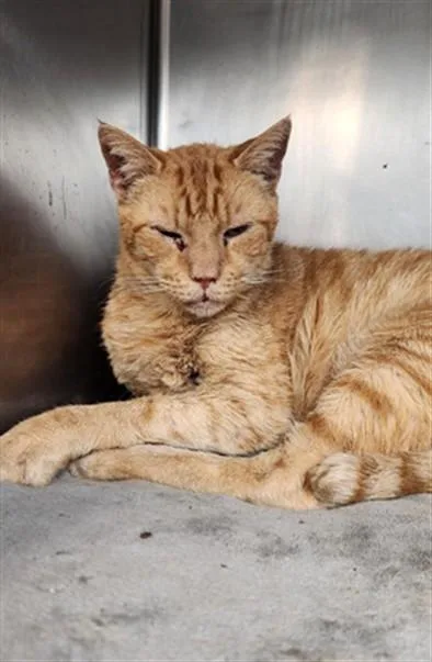 A senior large-sized male Domestic Short Hair cat named Sammy for adoption in Fort Walton Beach, FL
