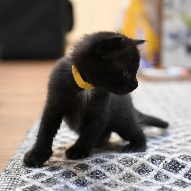 A baby small-sized female Black Domestic Short Hair cat named Daisy for adoption in Chapel Hill, NC