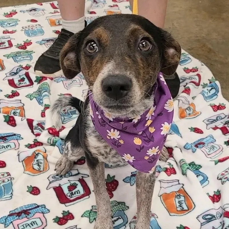 A young medium-sized female Beagle dog named Liana for adoption in Woolwich, ME