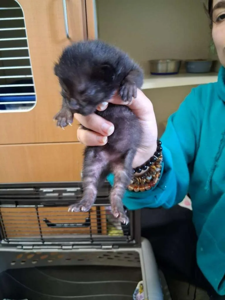 A baby small-sized male Domestic Short Hair cat named Cinnamon for adoption in Hillsboro, OH