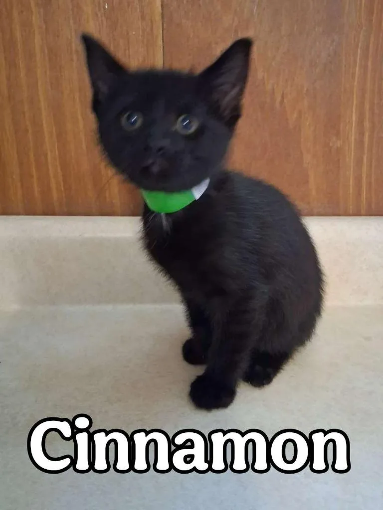 Cinnamon thumbnail 2