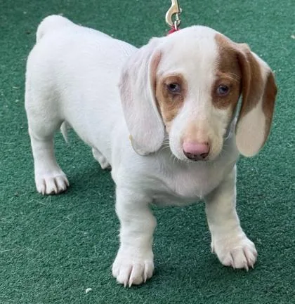 A baby small-sized male Dachshund dog named Crackle for adoption in Malvern, PA