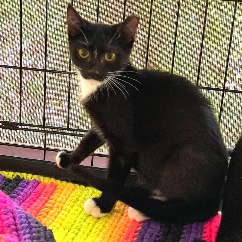 A baby small-sized male Black Domestic Short Hair cat named Bear for adoption in Pahoa, HI