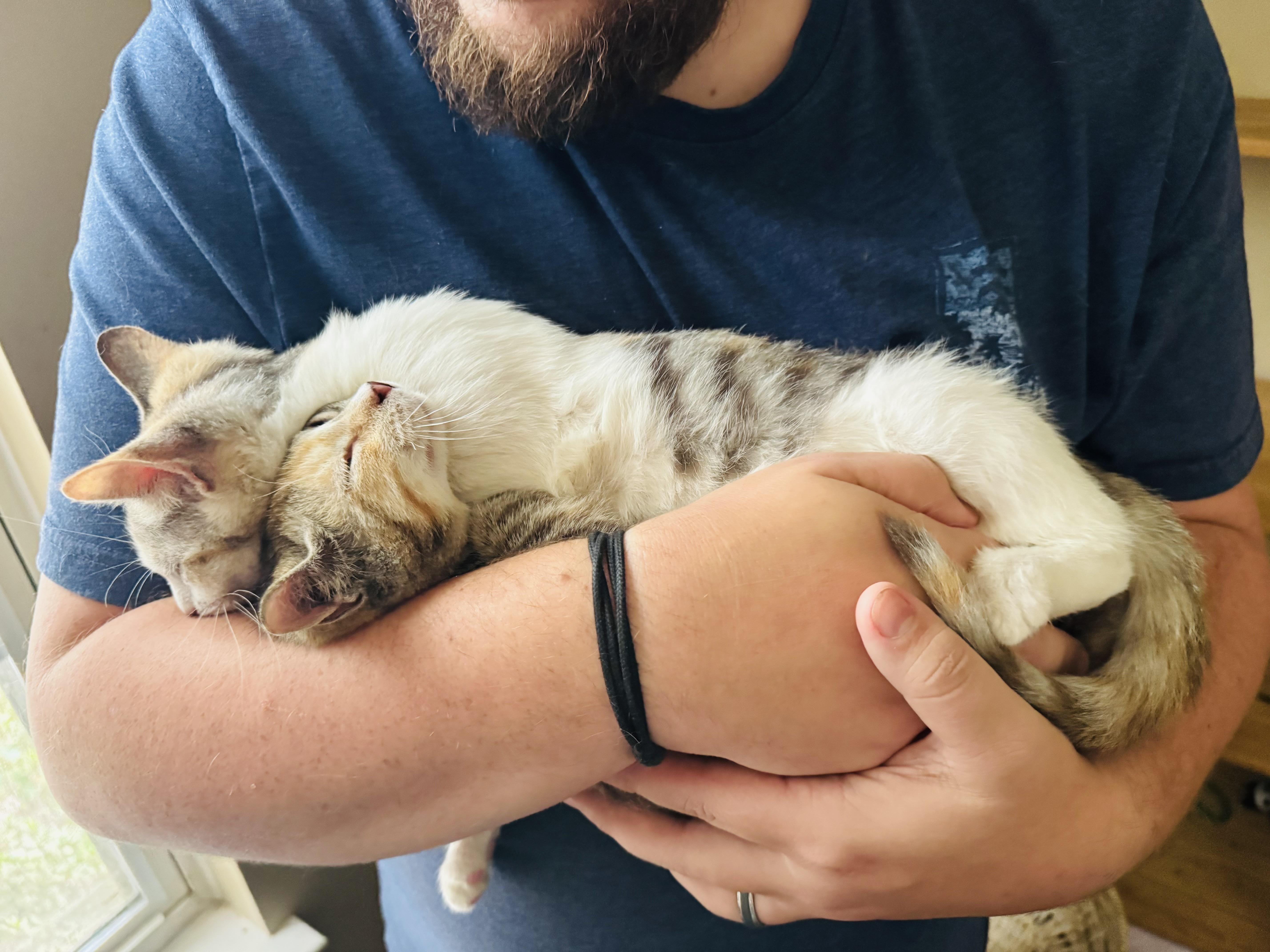 A baby small-sized female Calico cat named Spinach & Poblano for adoption in Mooresville, NC
