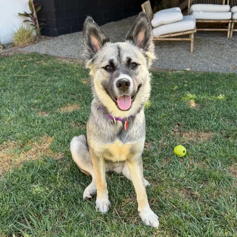 A young medium-sized female Sable German Shepherd Dog dog named Cinnamon Toast for adoption in Burbank, CA