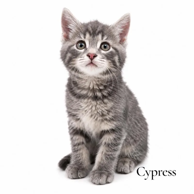 A baby medium-sized male Tabby (Gray / Blue / Silver) Domestic Short Hair cat named Cypress for adoption in Stevensville, MI