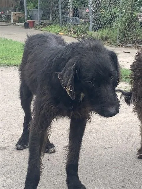 A young medium-sized male Giant Schnauzer dog named Saint for adoption in Corpus Christi, TX