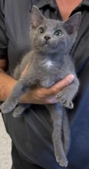 A baby medium-sized male Gray / Blue / Silver Domestic Short Hair cat named Felix for adoption in Wheaton, IL