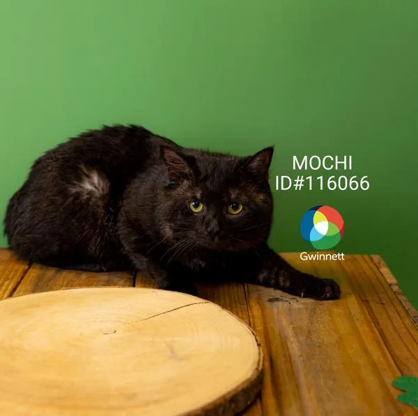 Pen C  Mochi