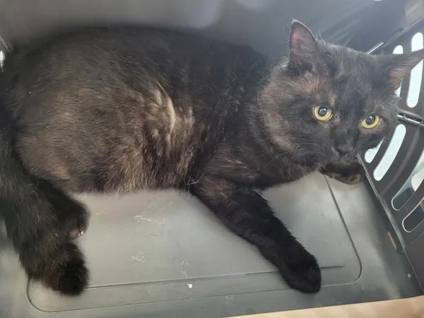 Pen C  Mochi thumbnail 2