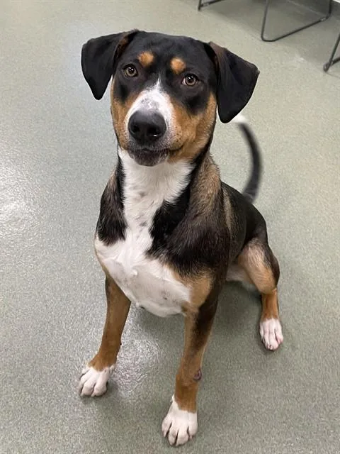 A young large-sized male Bernese Mountain Dog dog named Toby for adoption in Lees Summit, MO