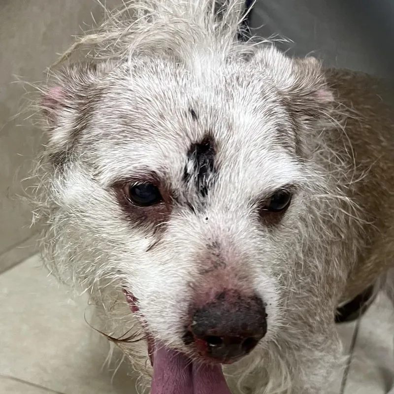 A senior small-sized male Gray / Blue / Silver Terrier dog named Ozzie for adoption in Apple Valley, CA