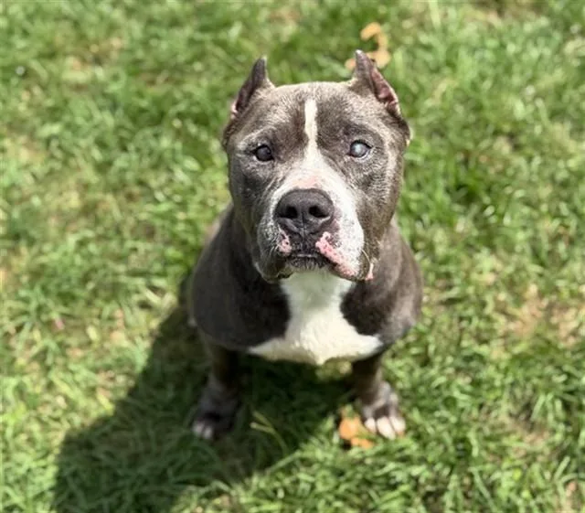 An adult medium-sized male Pit Bull Terrier dog named Duke for adoption in Conroe, TX