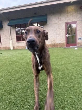 An adult large-sized male Mixed Breed dog named Louie for adoption in Independence, MO