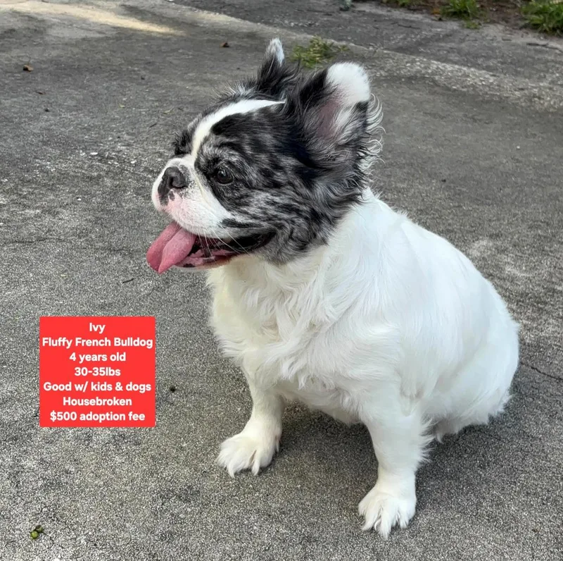 An adult medium-sized female French Bulldog dog named Ivy for adoption in Oviedo, FL