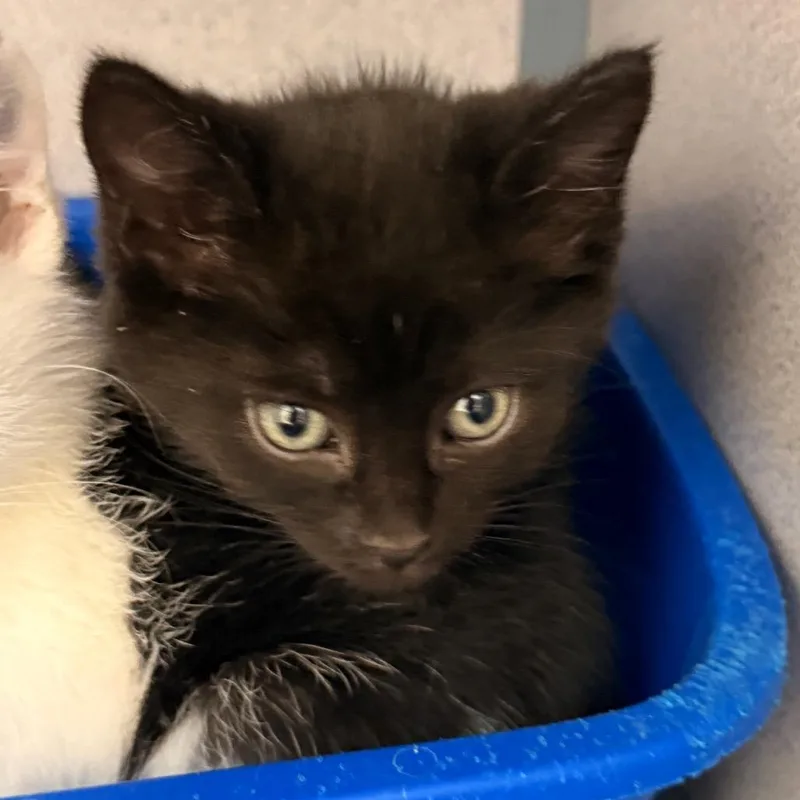 A baby small-sized female Black Domestic Short Hair cat named Greta for adoption in Evansville, IN