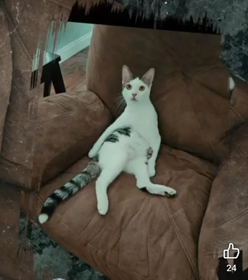 An adult large-sized male Domestic Short Hair cat named Loki for adoption in Camarillo, CA