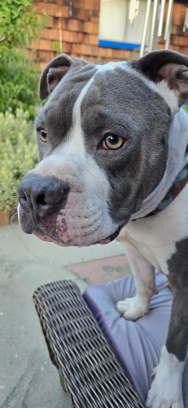 A young medium-sized male Pit Bull Terrier dog named Jay Jay for adoption in santa monica, CA