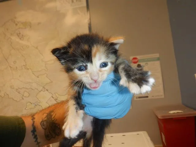 A baby small-sized female Domestic Short Hair cat named Basil for adoption in San Jose, CA