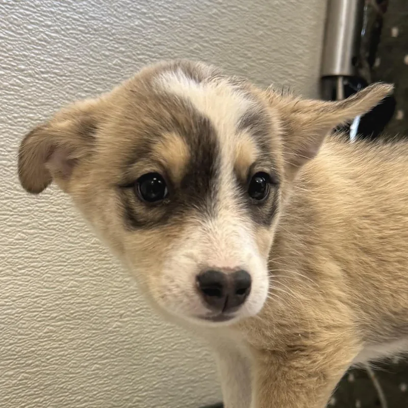 A baby small-sized female Yellow / Tan / Blond / Fawn Mixed Breed dog named Grasshopper for adoption in Las Cruces, NM