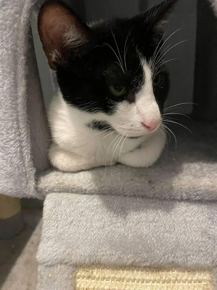 Raisin Cream Pie thumbnail 2