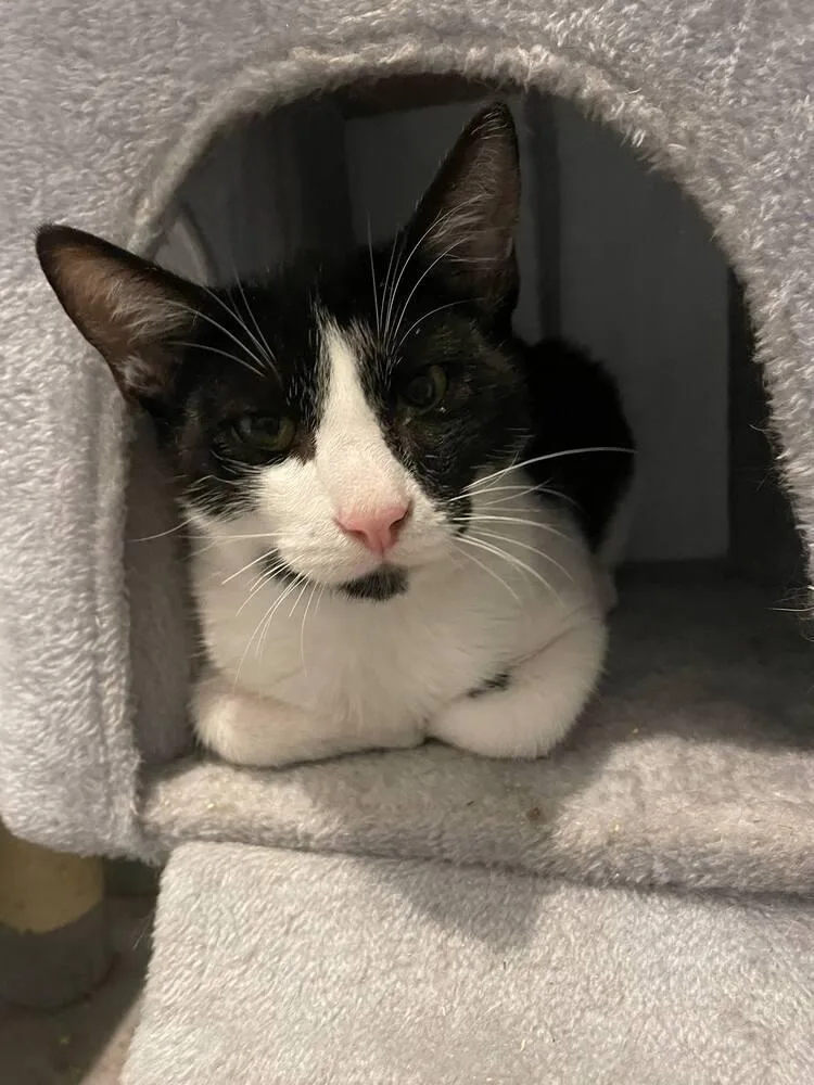 Raisin Cream Pie thumbnail 3