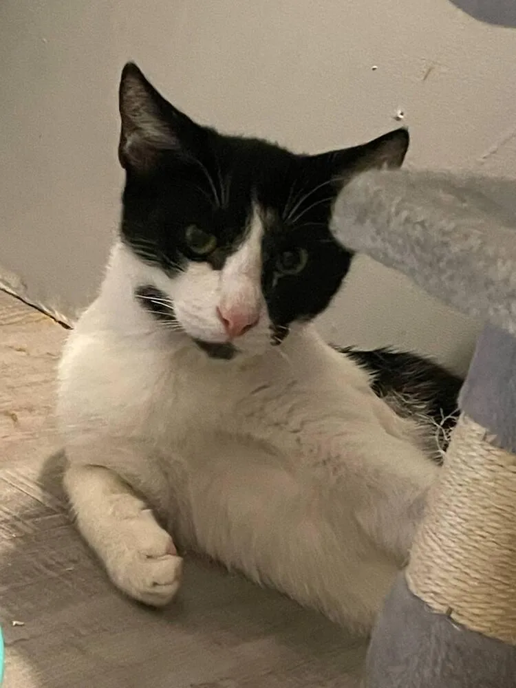 Raisin Cream Pie thumbnail 4