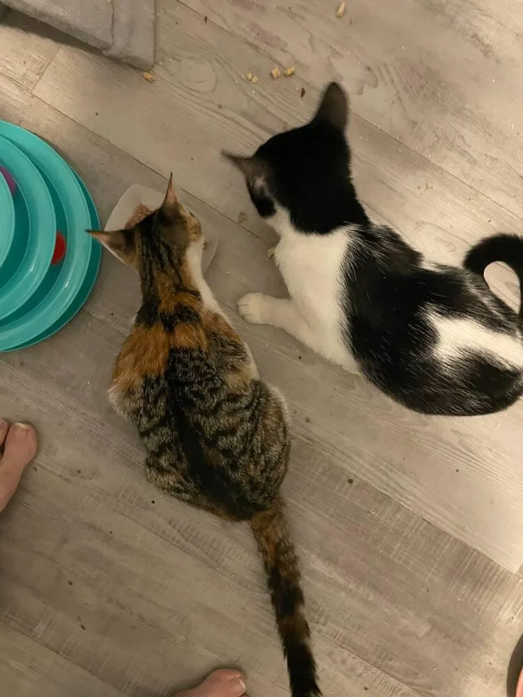 Raisin Cream Pie thumbnail 5