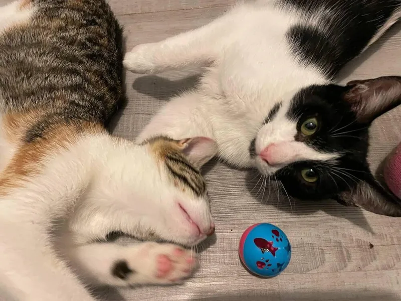 Raisin Cream Pie thumbnail 6