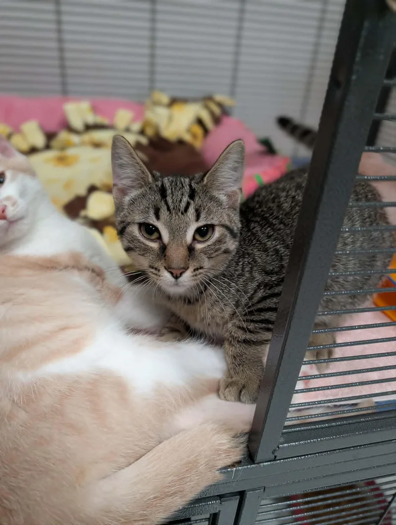 A baby medium-sized male Tabby (Brown / Chocolate) Domestic Short Hair cat named Carl for adoption in Chambersburg, PA