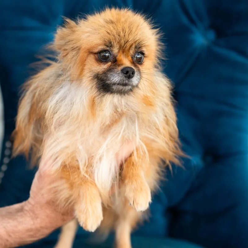 An adult small-sized female Pomeranian dog named Amber for adoption in Zionsville, IN