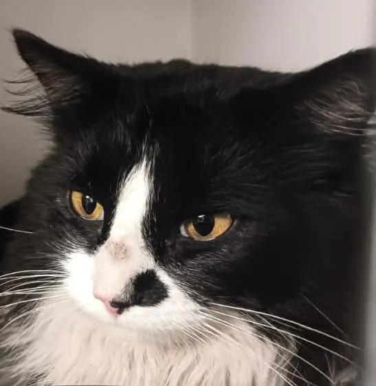 An adult medium-sized male Black Domestic Long Hair cat named Domino for adoption in Robinson, IL