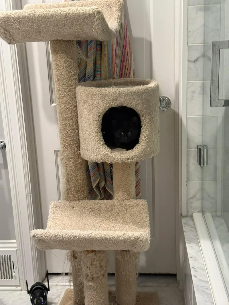 Jules  Blind thumbnail 3